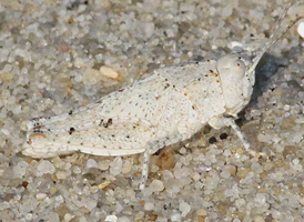 Seaside Grasshopper
